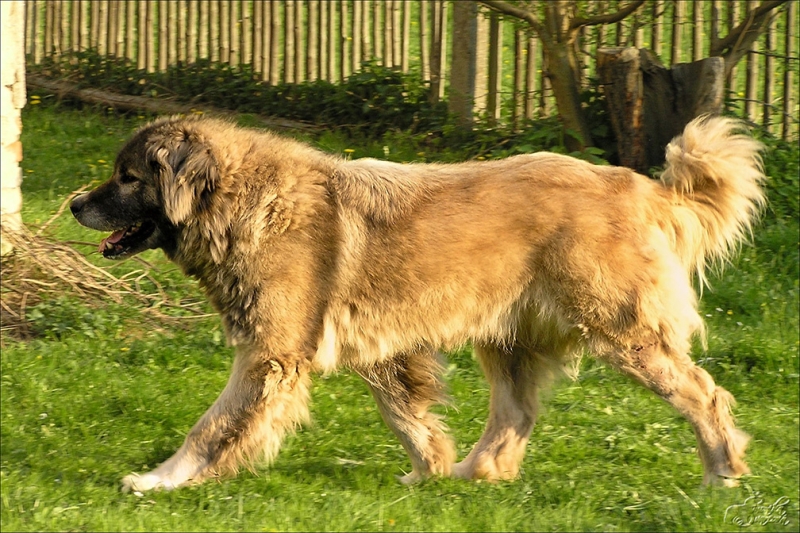 kavkazský pastevecký pes1